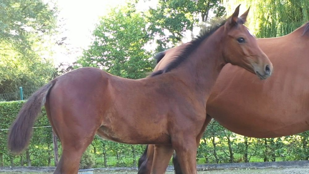 Zangersheide springpaard Hengst Donkerbruin te koop - Foto 2