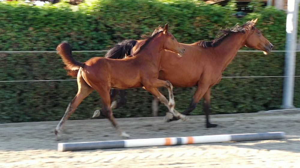 Colt out sportline