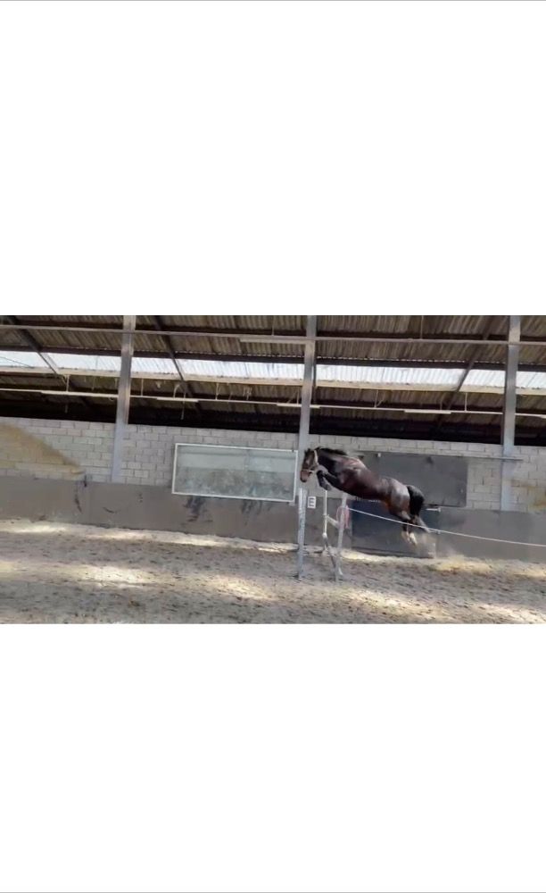 Warmbloed allrounder Ruin 12 jaar Bruin te koop - Foto 4