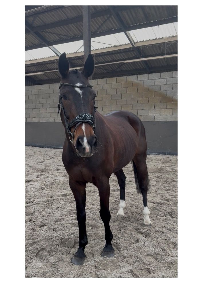 Warmbloed allrounder Ruin 12 jaar Bruin te koop - Hoofdfoto
