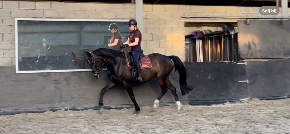 Warmbloed allrounder Ruin 12 jaar Bruin te koop - Foto 2