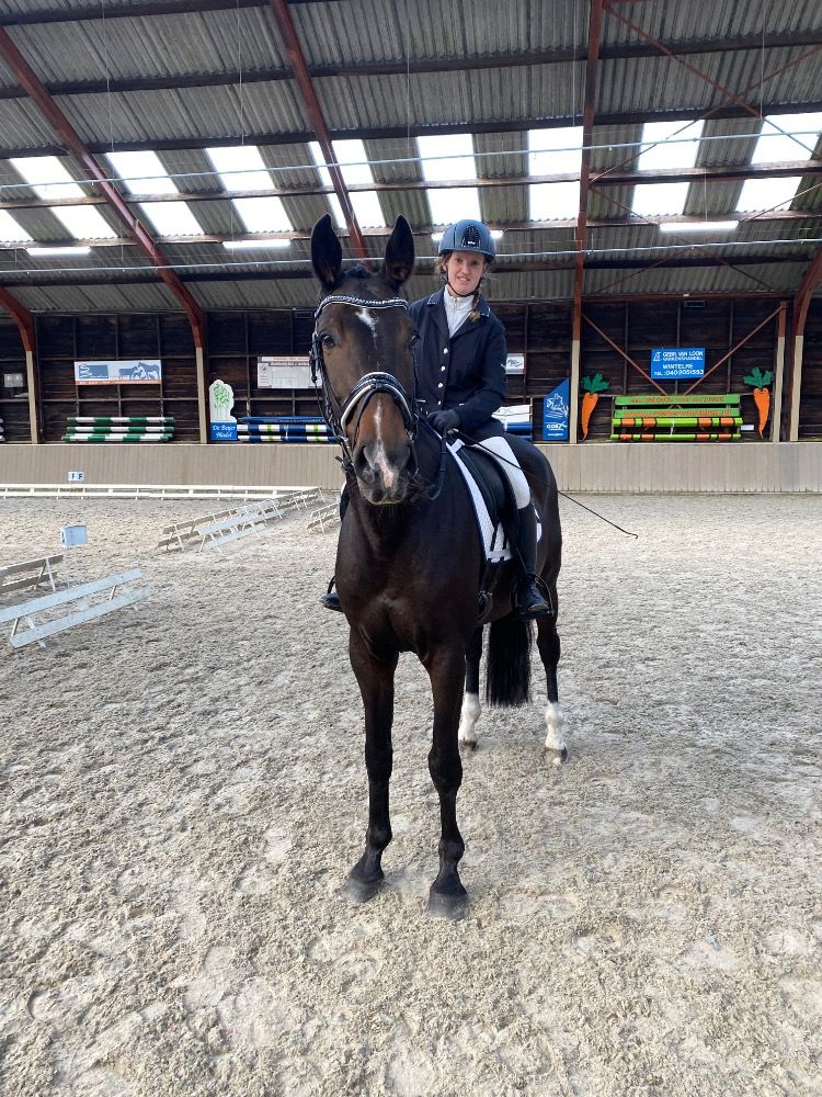 Warmbloed allrounder Ruin 12 jaar Bruin te koop - Foto 5