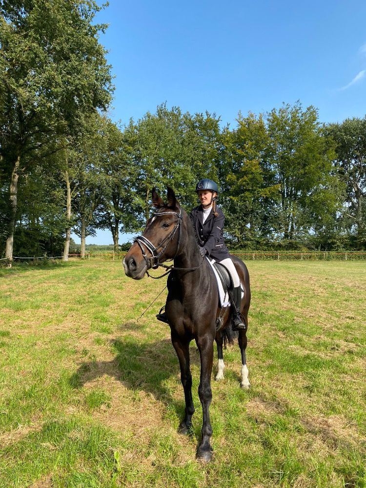 Warmbloed allrounder Ruin 12 jaar Bruin te koop - Foto 3