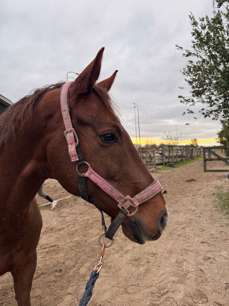 KWPN allrounder Ruin 8 jaar Vos te koop - Foto 5