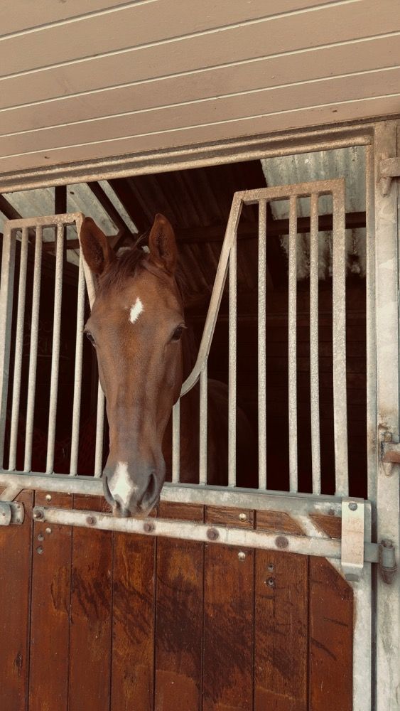 KWPN allrounder Ruin 8 jaar Vos te koop - Foto 2