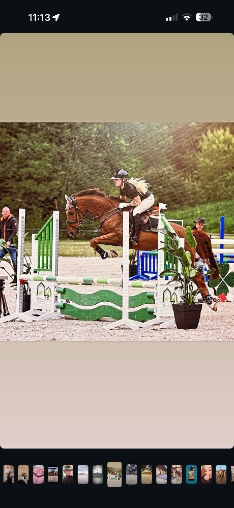 KWPN allrounder Ruin 8 jaar Vos te koop - Foto 3