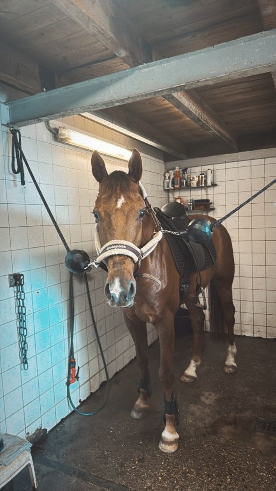KWPN allrounder Ruin 8 jaar Vos te koop - Hoofdfoto