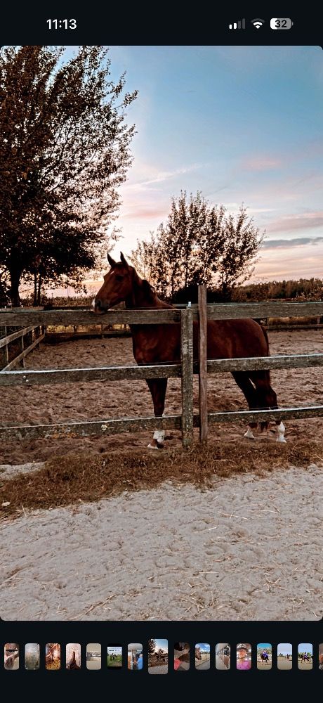 KWPN allrounder Ruin 8 jaar Vos te koop - Foto 6