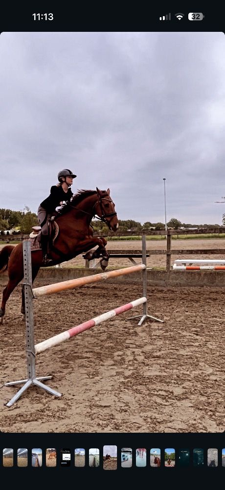 KWPN allrounder Ruin 8 jaar Vos te koop - Foto 4
