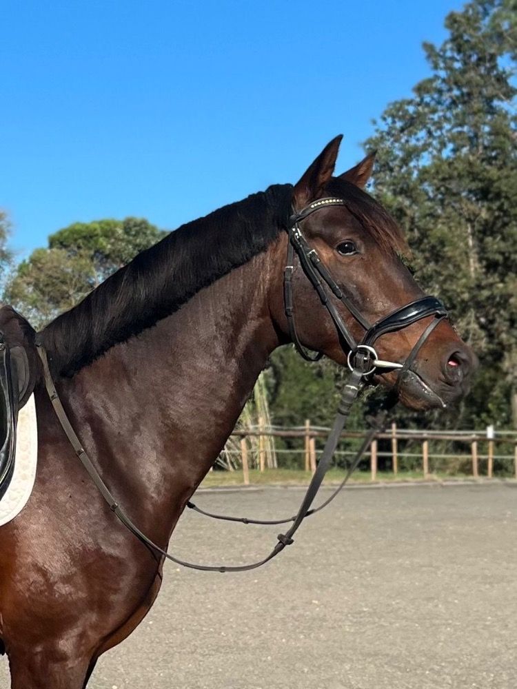 4-Year-Old Stallion CDE x KWPN