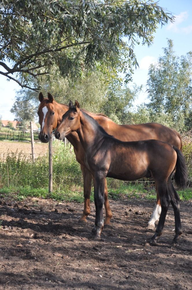 KWPN dressuurpaard Hengst Donkerbruin for sale - Photo 6