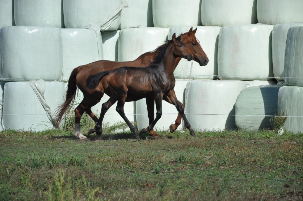 KWPN dressuurpaard Hengst Donkerbruin for sale - Photo 3