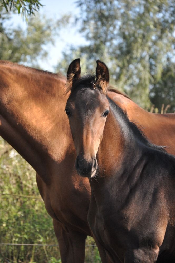 KWPN dressuurpaard Hengst Donkerbruin for sale - Main photo
