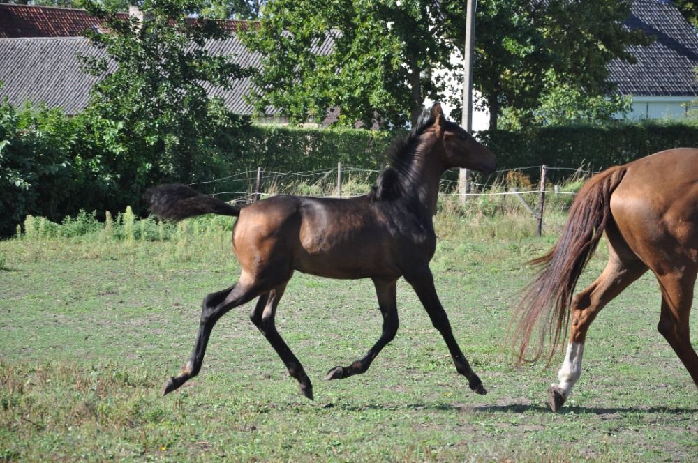 KWPN dressuurpaard Hengst Donkerbruin for sale - Photo 5