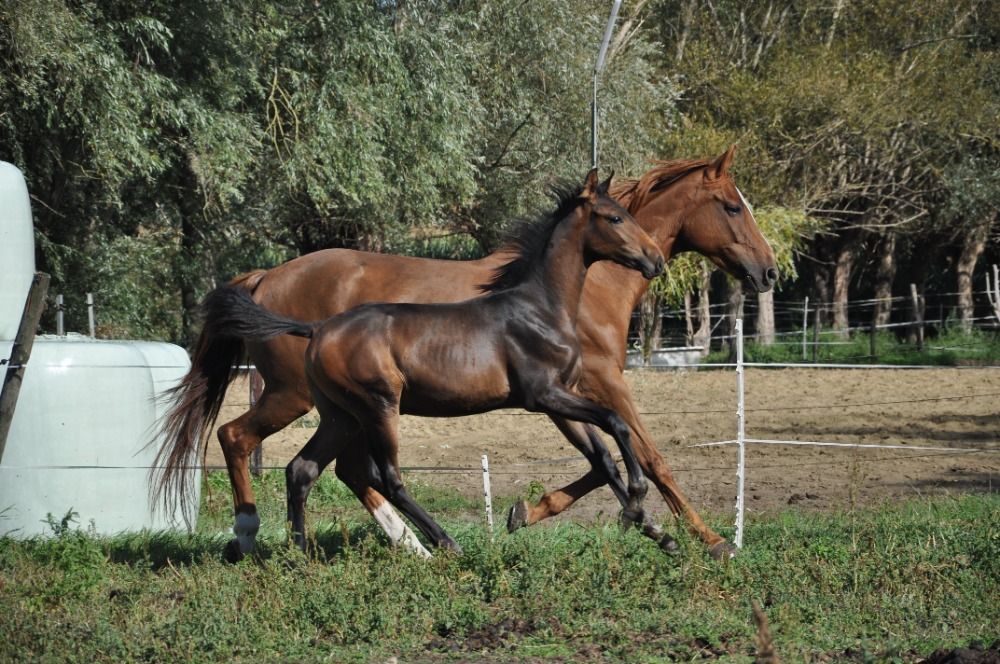 KWPN dressuurpaard Hengst Donkerbruin for sale - Photo 4