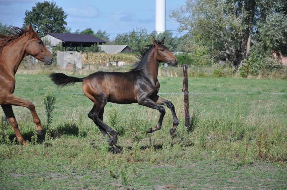 KWPN dressuurpaard Hengst Donkerbruin for sale - Photo 2