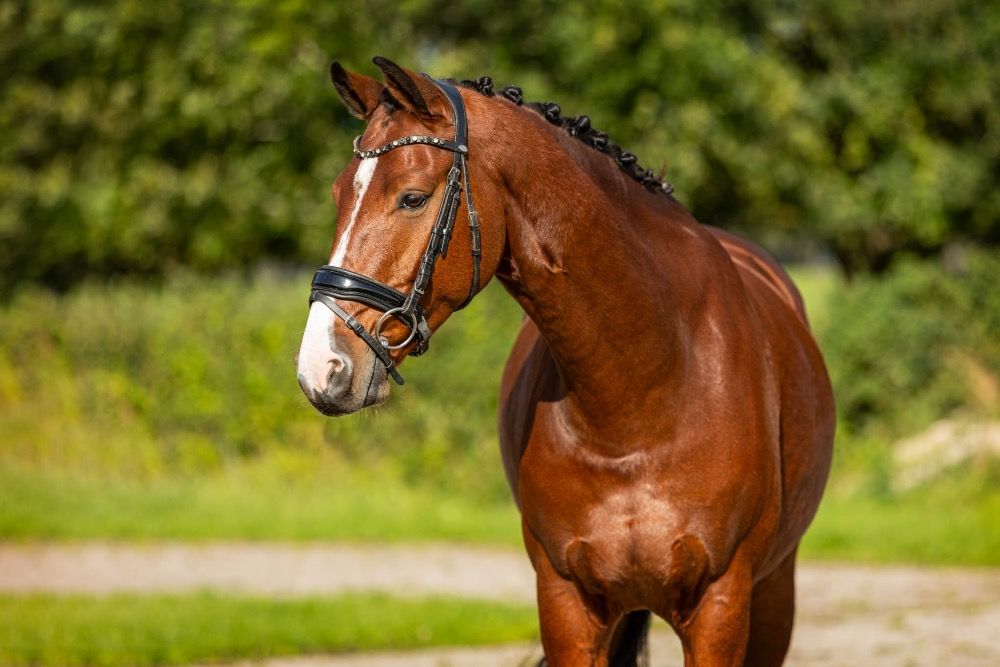KWPN paard Ruin 6 jaar Bruin te koop - Foto 4