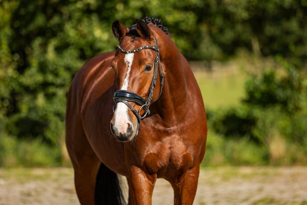 KWPN paard Ruin 6 jaar Bruin te koop - Hoofdfoto