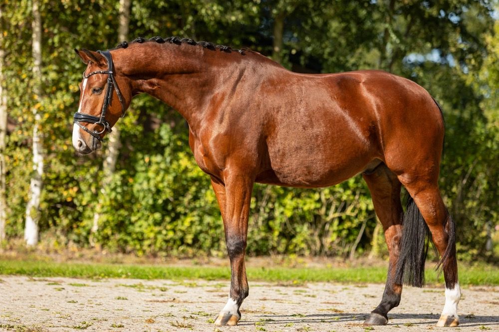 KWPN paard Ruin 6 jaar Bruin te koop - Foto 5