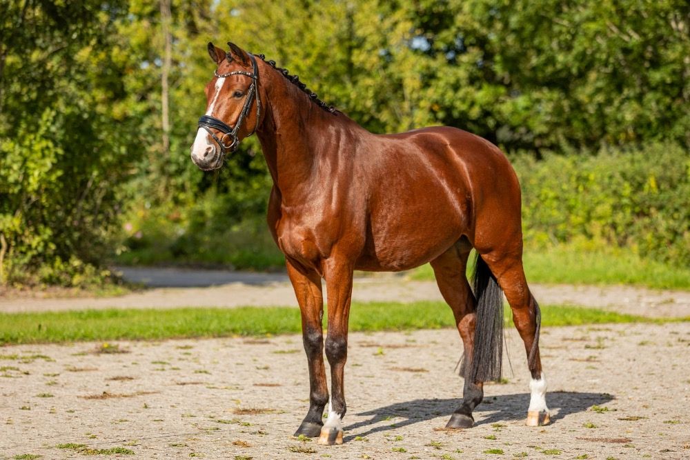 KWPN paard Ruin 6 jaar Bruin te koop - Foto 3