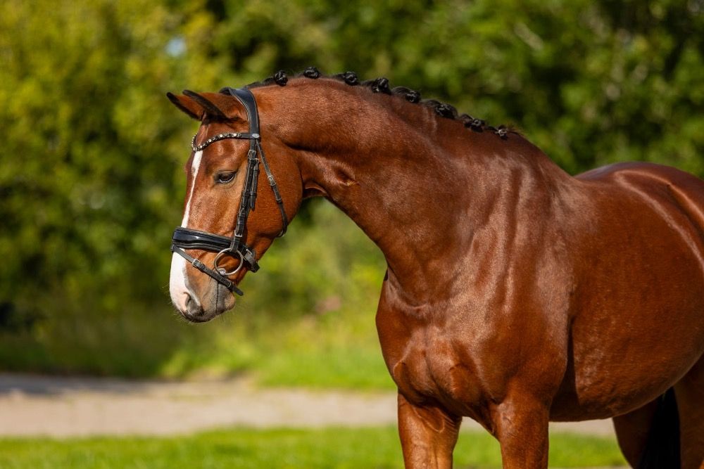 KWPN paard Ruin 6 jaar Bruin te koop - Foto 2