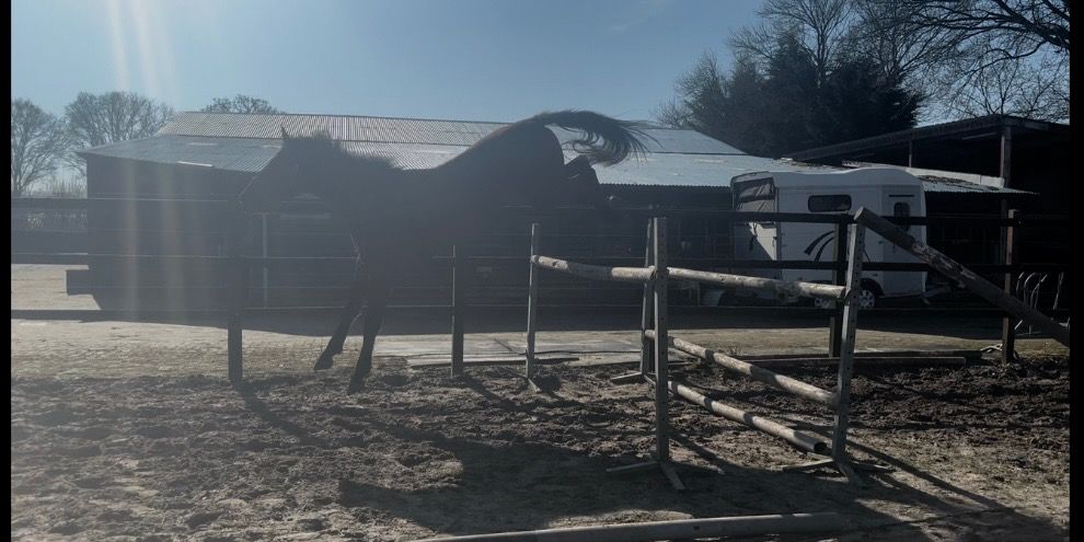 KWPN springpaard Ruin 3 jaar Donkerbruin te koop - Foto 4