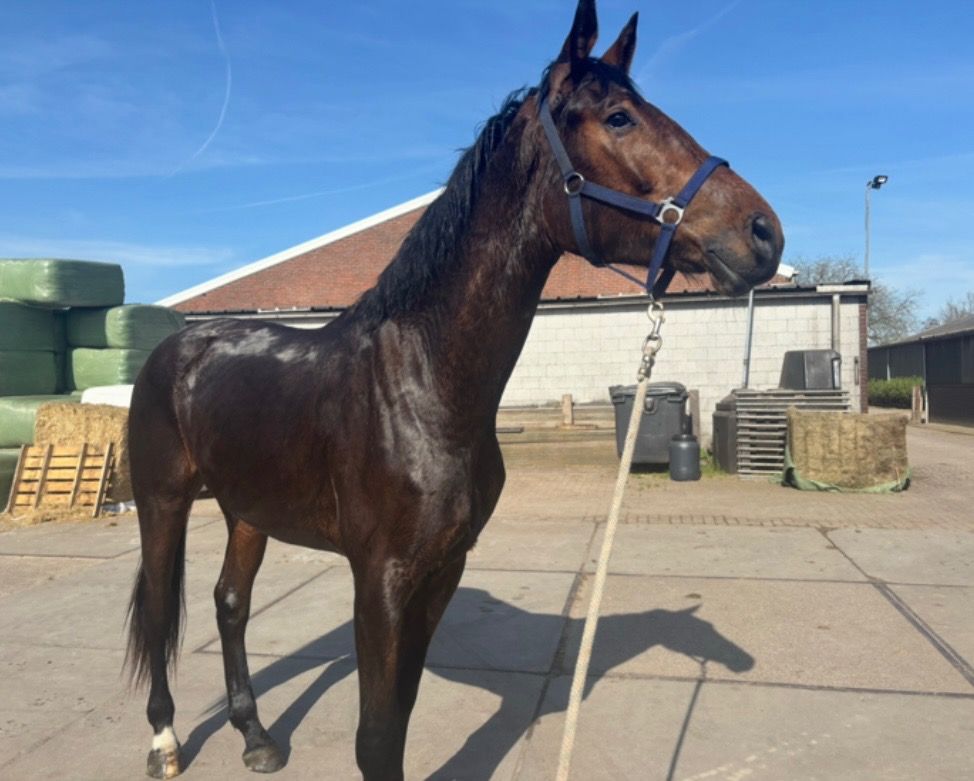KWPN springpaard Ruin 3 jaar Donkerbruin te koop - Foto 6