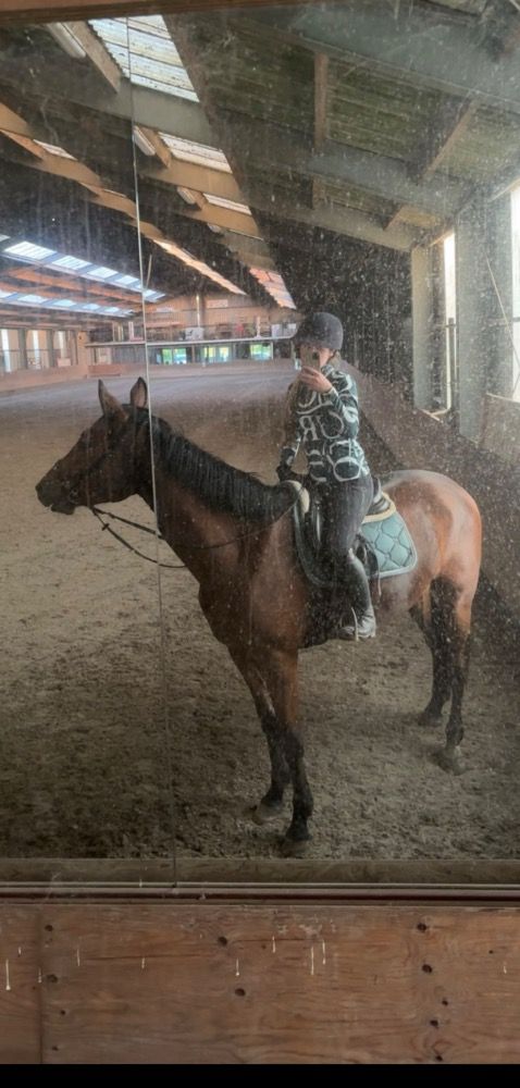 KWPN springpaard Ruin 3 jaar Donkerbruin te koop - Foto 5