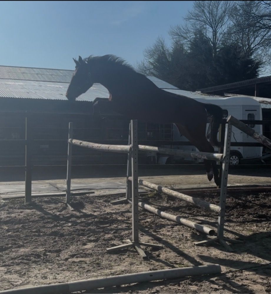 KWPN springpaard Ruin 3 jaar Donkerbruin te koop - Foto 3