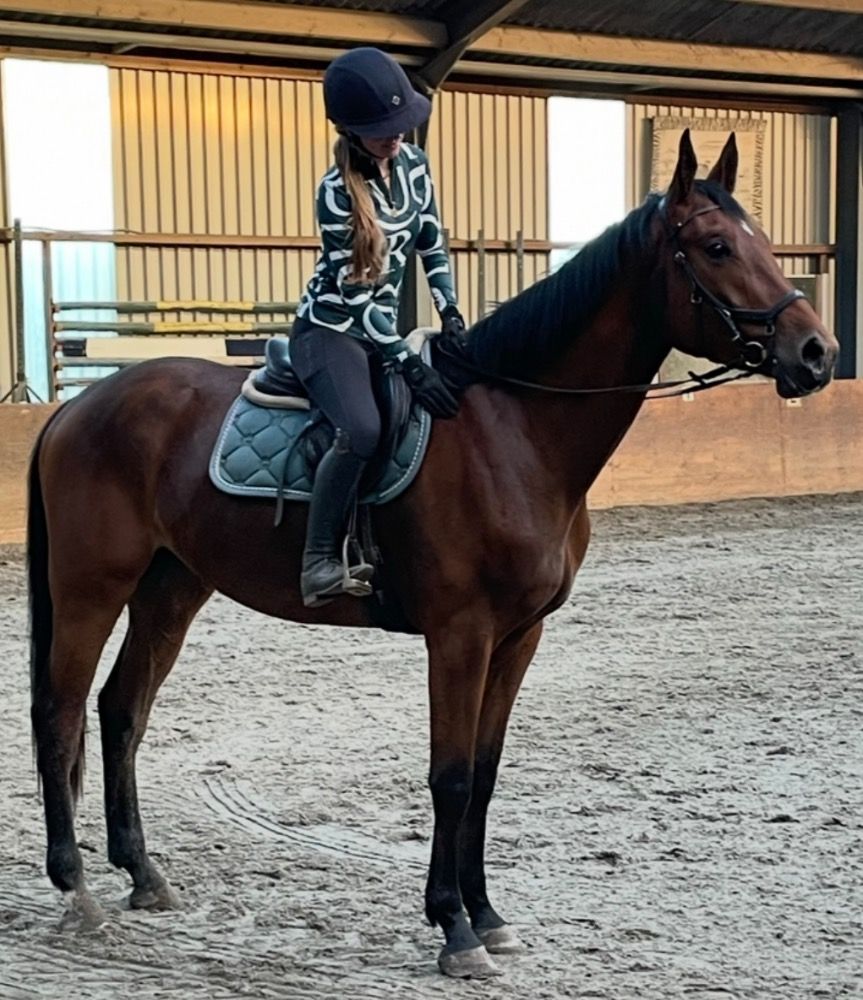KWPN springpaard Ruin 3 jaar Donkerbruin te koop - Hoofdfoto