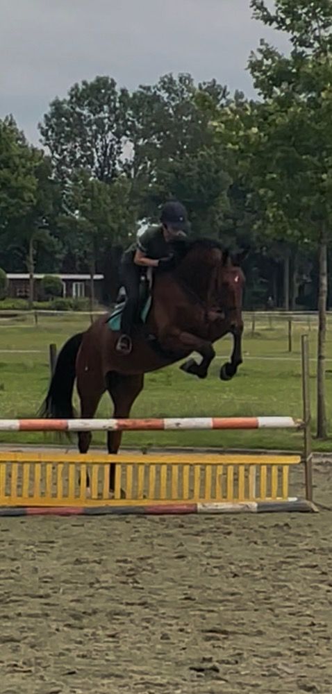 KWPN springpaard Ruin 3 jaar Donkerbruin te koop - Foto 2