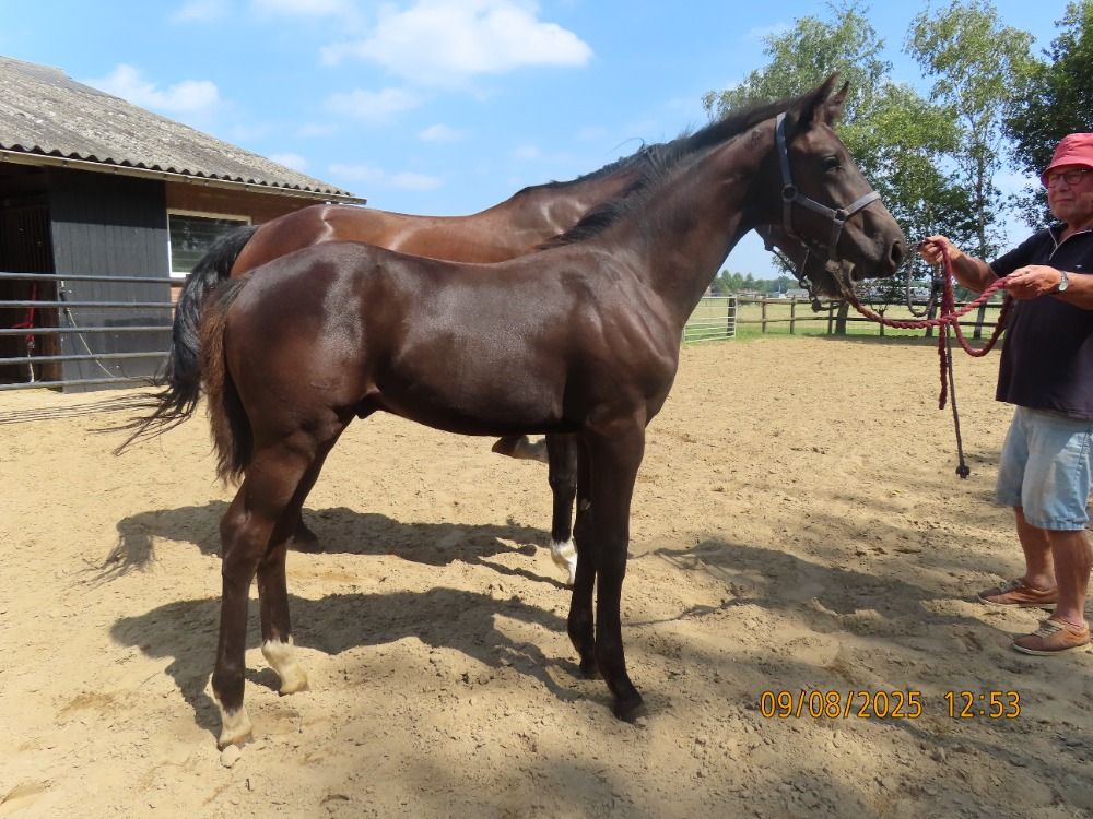 KWPN dressuurpaard Hengst Bruin te koop - Foto 2