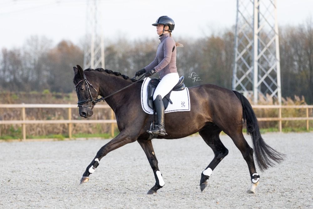 KWPN dressuurpaard Merrie 8 år Zwart till salu - Foto 5