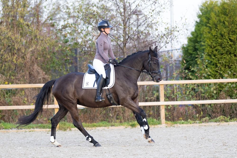 KWPN dressuurpaard Merrie 8 år Zwart till salu - Foto 4