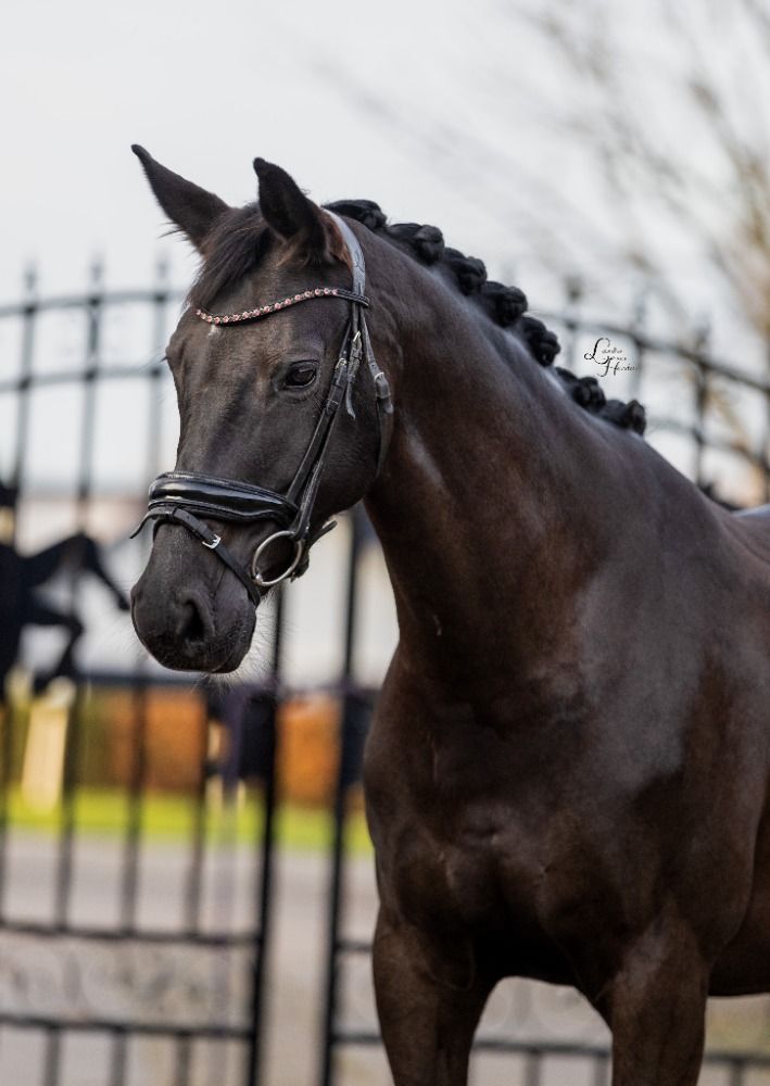 KWPN dressuurpaard Merrie 8 år Zwart till salu - Foto 3