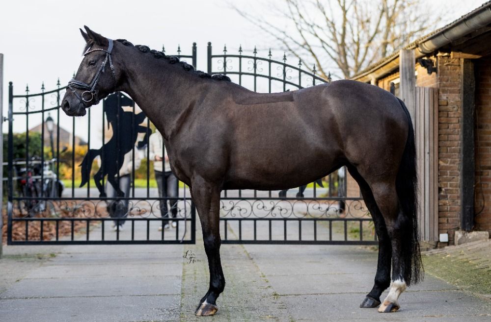 KWPN dressuurpaard Merrie 8 år Zwart till salu - Foto 2