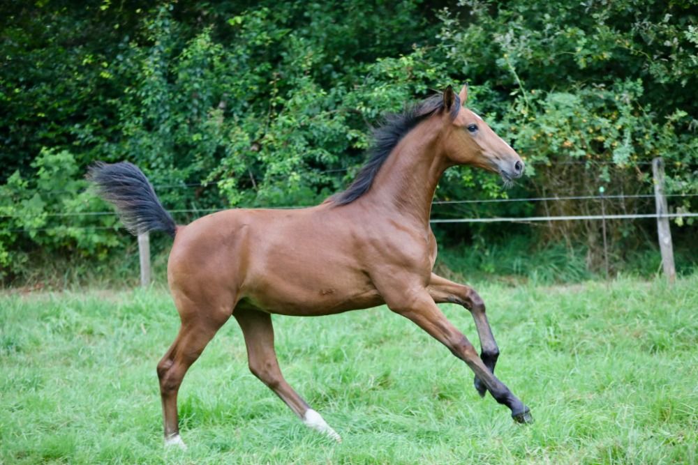 KWPN allrounder Merrie 2 years old Bruin for sale - Photo 4