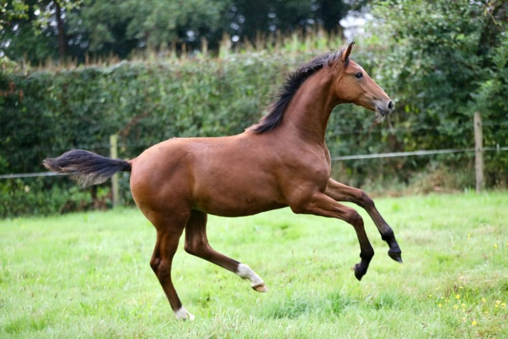 KWPN allrounder Merrie 2 years old Bruin for sale - Photo 6