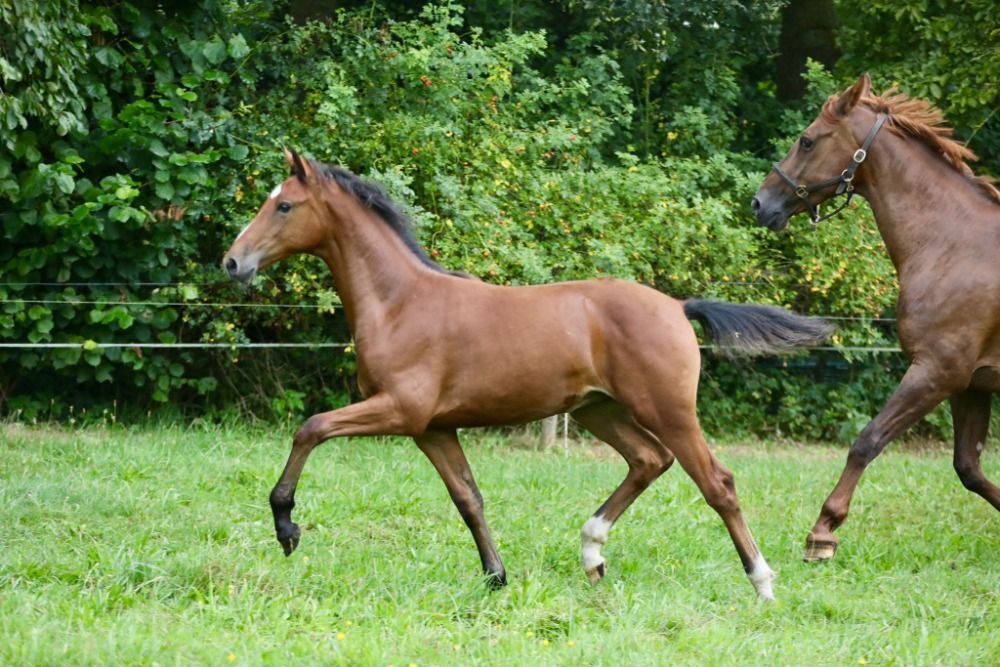 KWPN allrounder Merrie 2 years old Bruin for sale - Photo 2