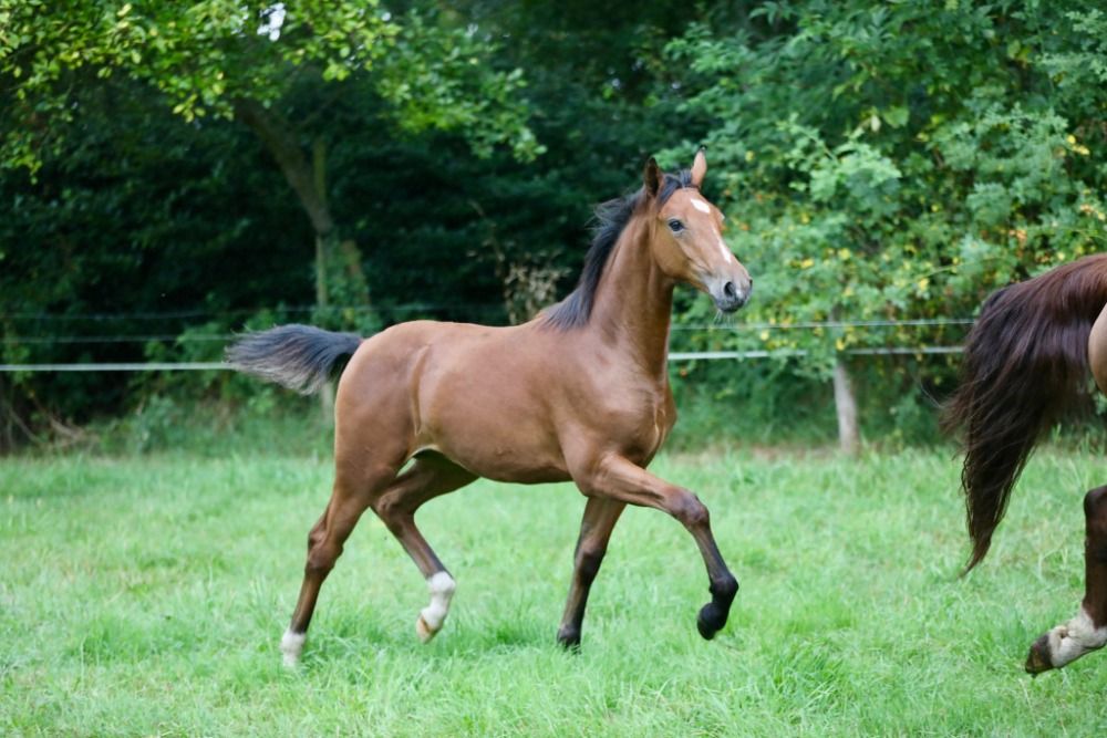 KWPN allrounder Merrie 2 years old Bruin for sale - Photo 5