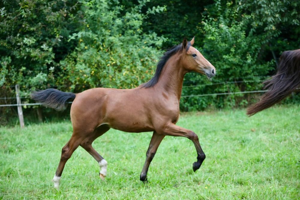 KWPN allrounder Merrie 2 years old Bruin for sale - Photo 3