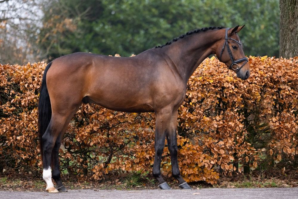 KWPN dressuurpaard Ruin 3 years old Bruin for sale - Main photo