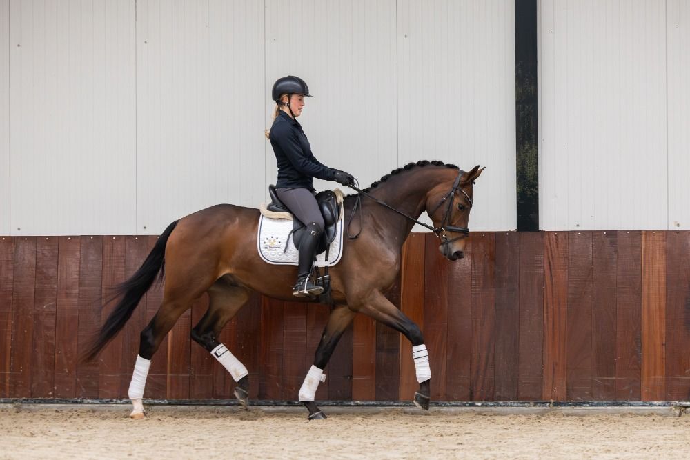 KWPN dressuurpaard Ruin 3 years old Bruin for sale - Photo 2