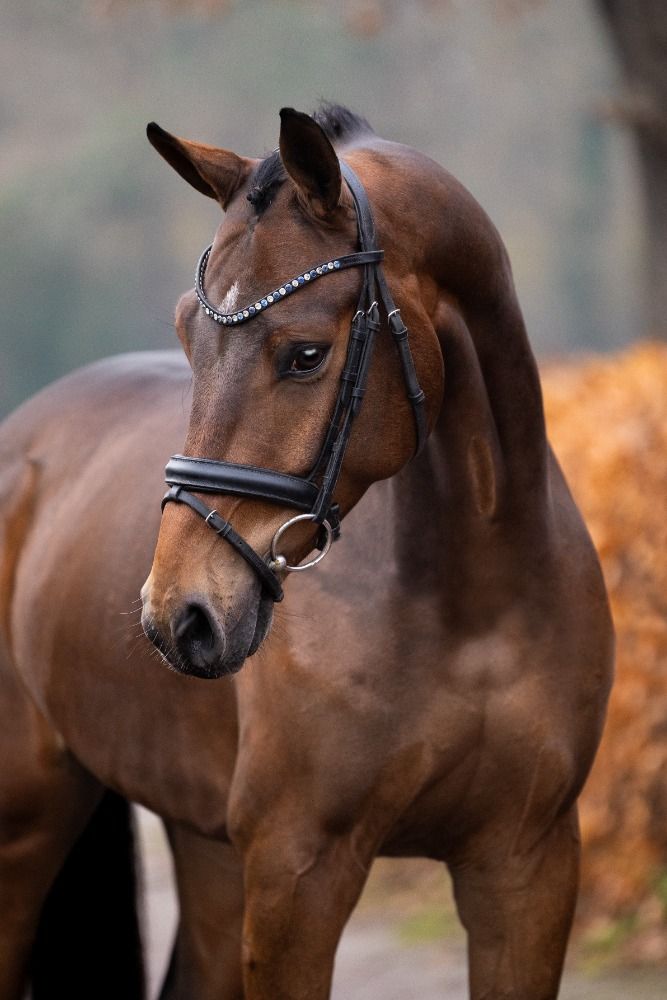 KWPN dressuurpaard Ruin 3 years old Bruin for sale - Photo 3