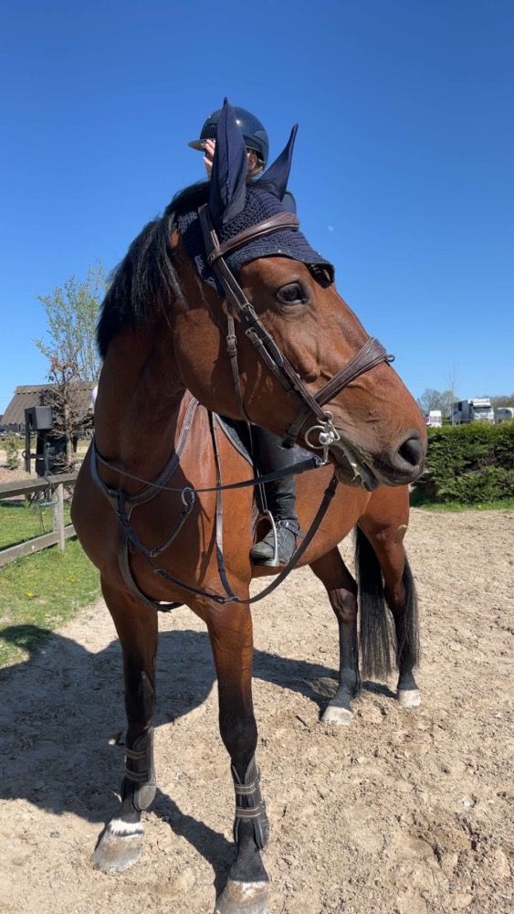 Lieve 6jarige merrie