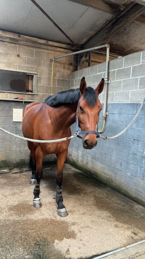 Zangersheide springpaard Merrie 6 jaar Bruin te koop - Foto 3