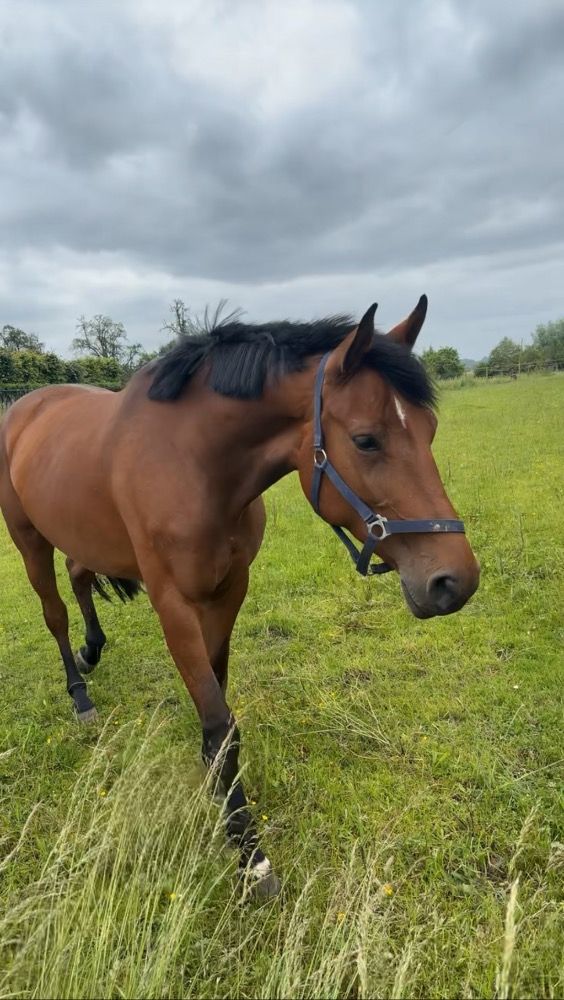 Zangersheide springpaard Merrie 6 jaar Bruin te koop - Foto 2