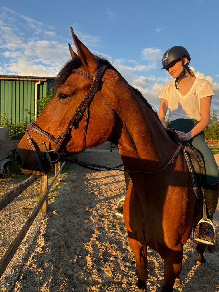 Zangersheide springpaard Merrie 6 jaar Bruin te koop - Foto 5