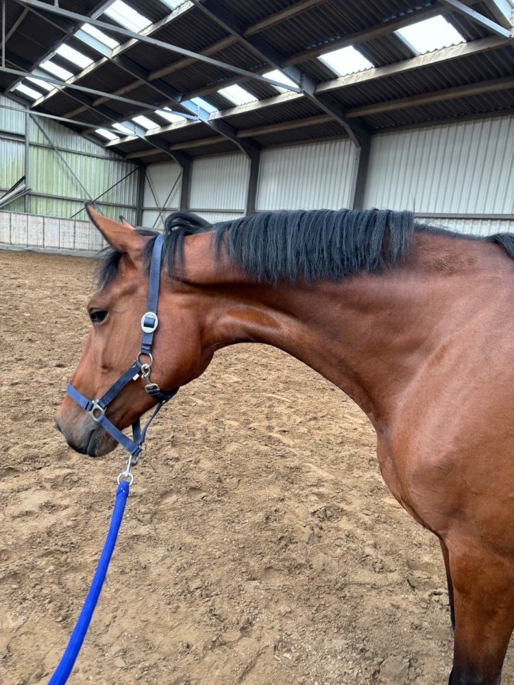 Zangersheide springpaard Merrie 6 jaar Bruin te koop - Foto 6