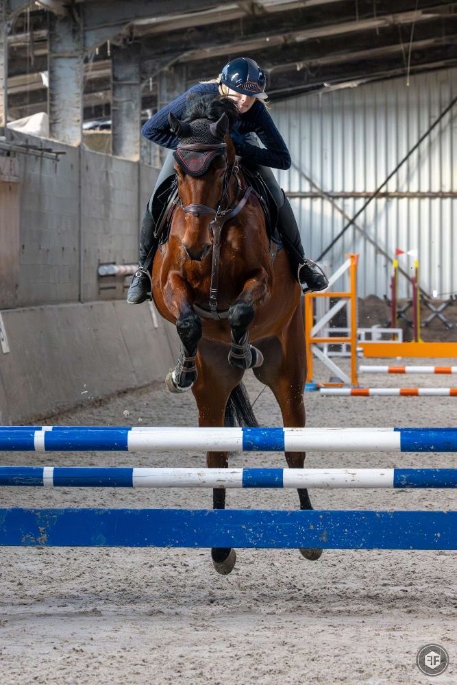 Zangersheide springpaard Merrie 6 jaar Bruin te koop - Foto 4